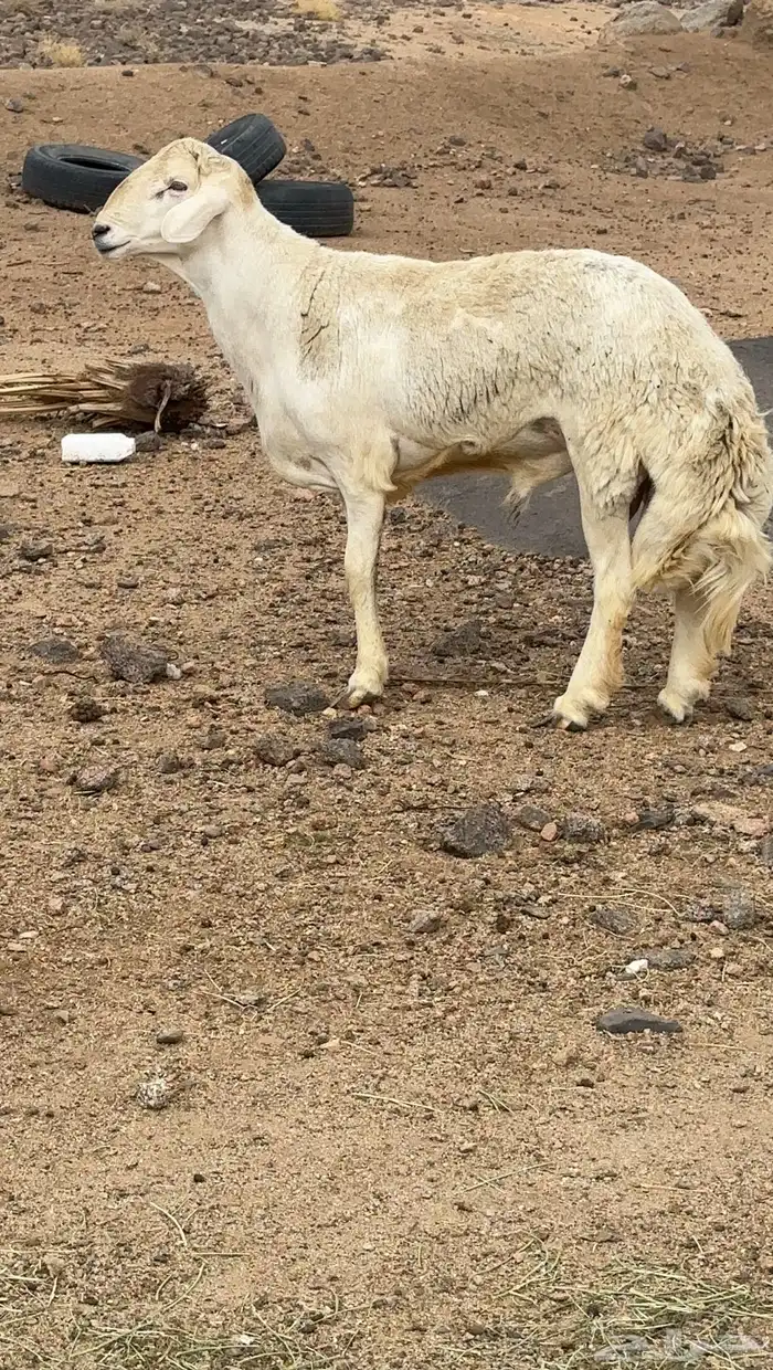 خروف ثني تم البيع 1