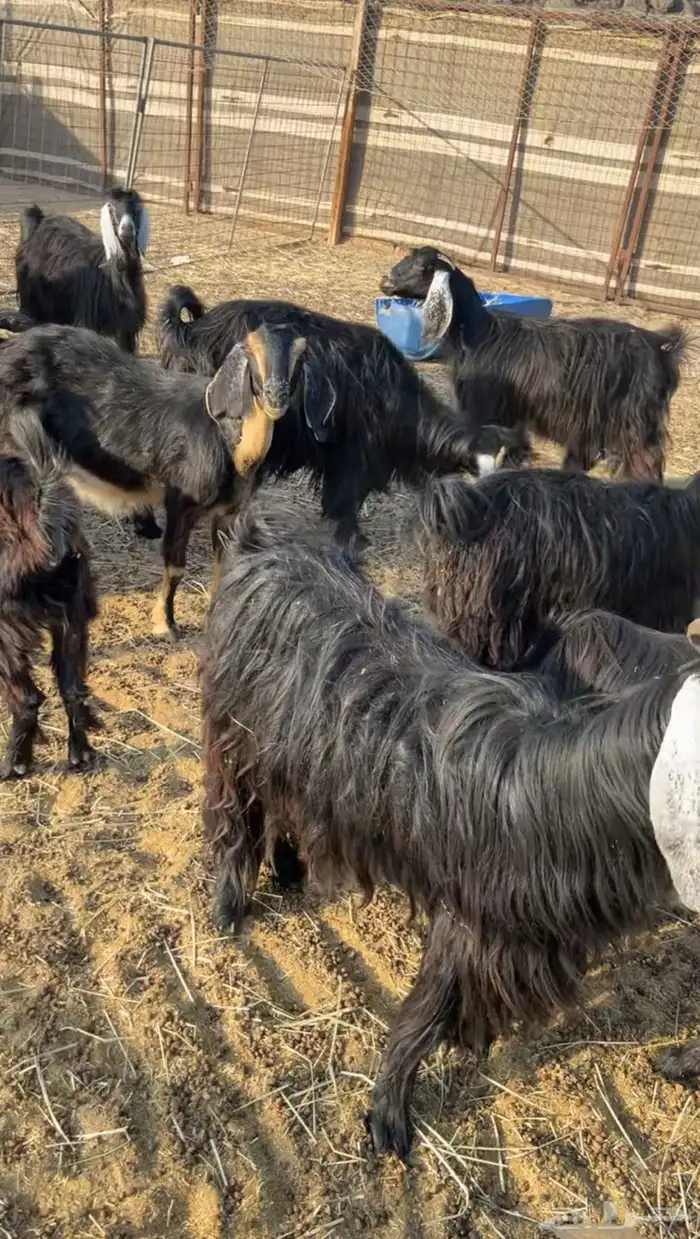معزا عوارض مضاريع 1