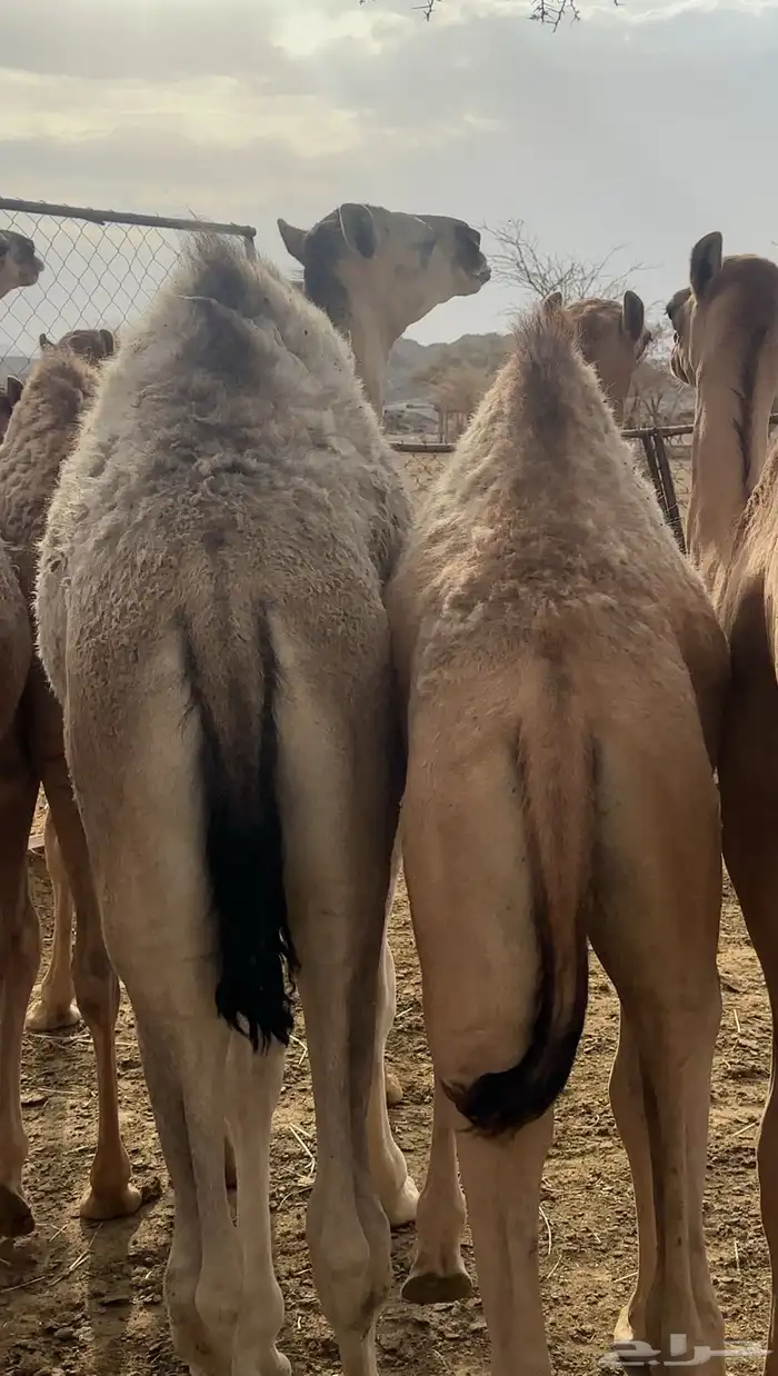 قعدان مفاريد 0