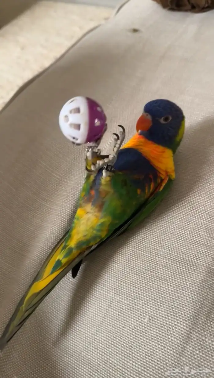 لوري رينبو اليف Rainbow lorikeet 2