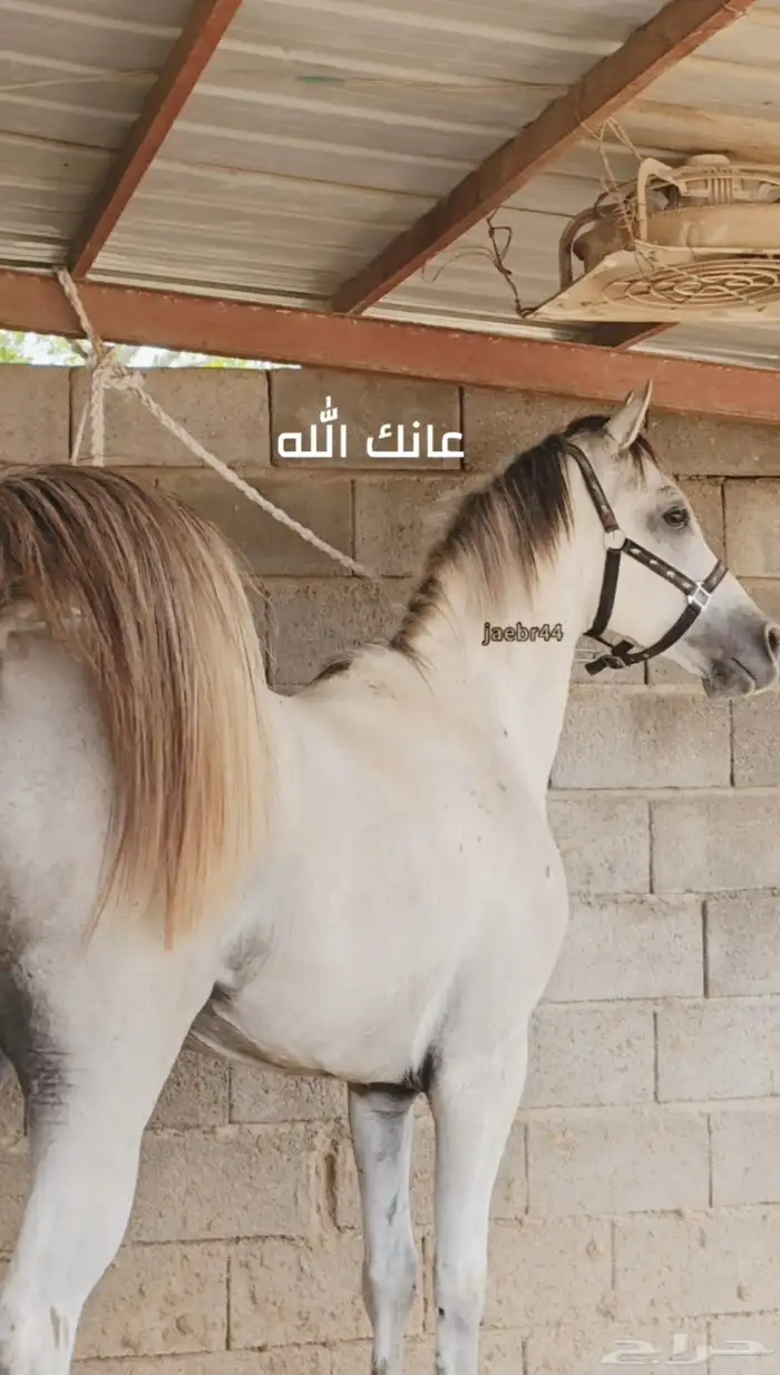 حصان شعبي فاخر 2