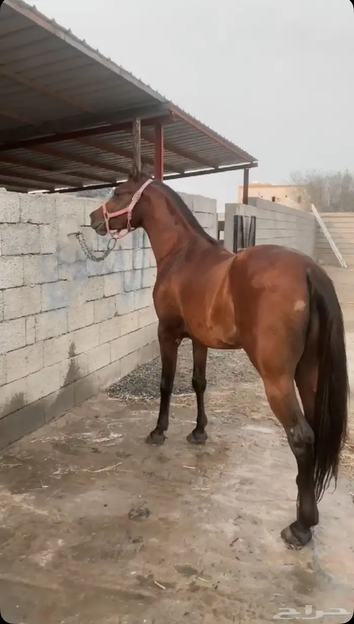 خيل عربي اصيل ب أوراق الصامل فققط 0