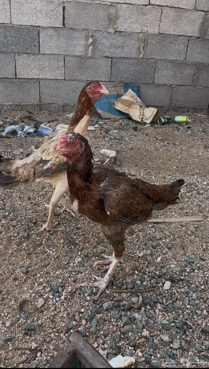 دجاج باكستاني 4