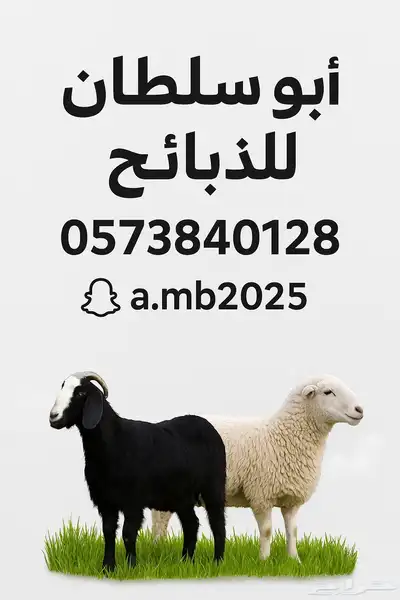نعيمي   نجدي   حري -تيوس سواكن 0