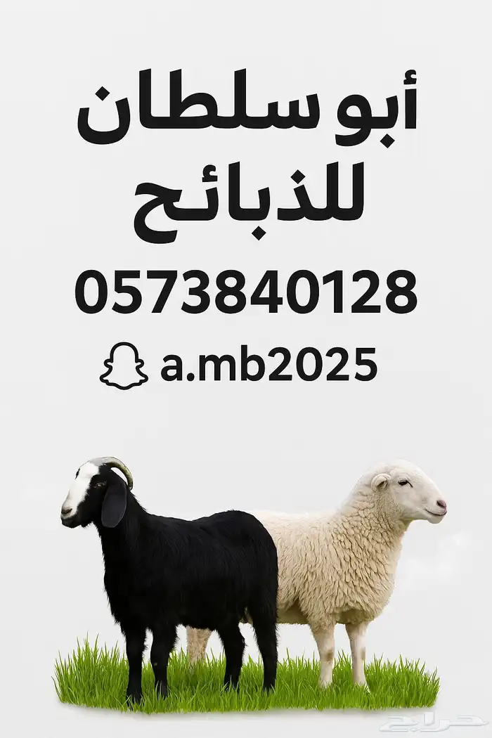 نعيمي   نجدي   حري -تيوس سواكن 0