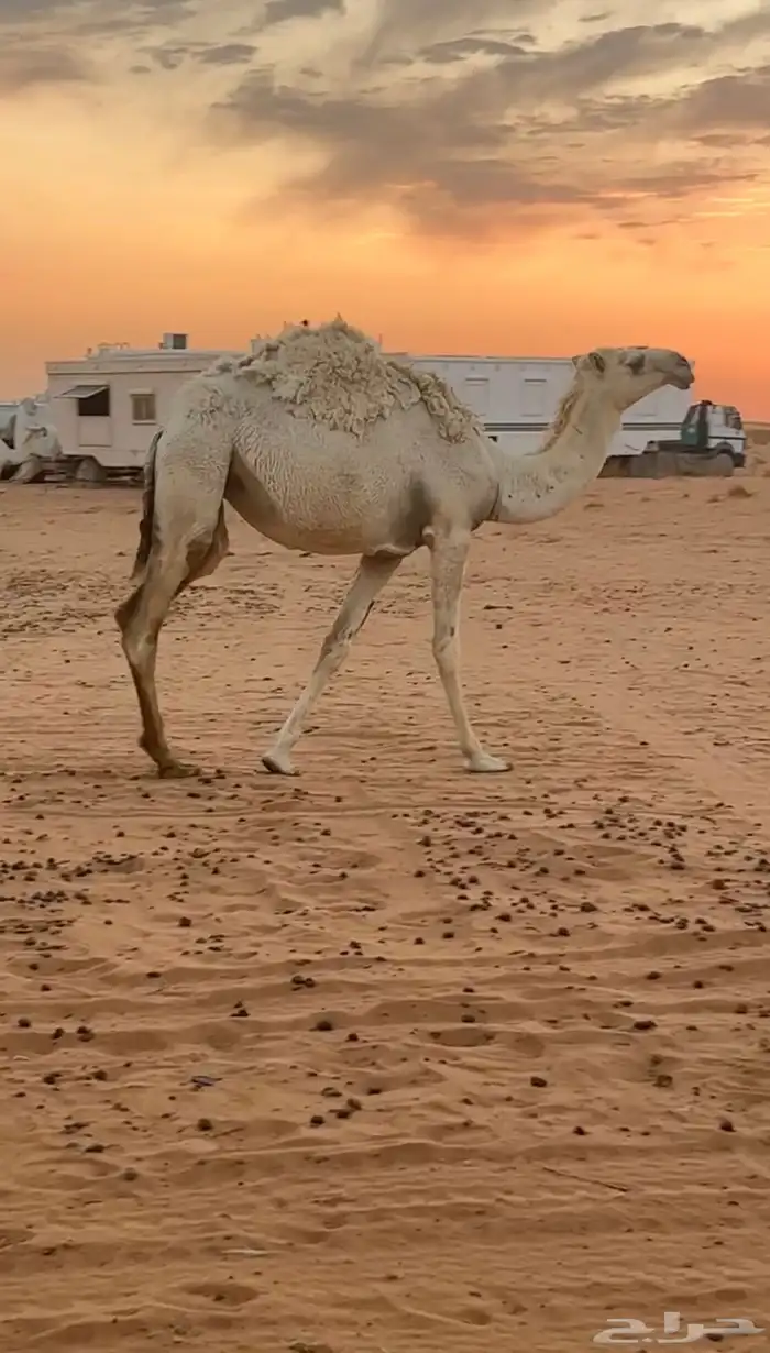 للبيع عشاير تحتهن بكار وحقه 0