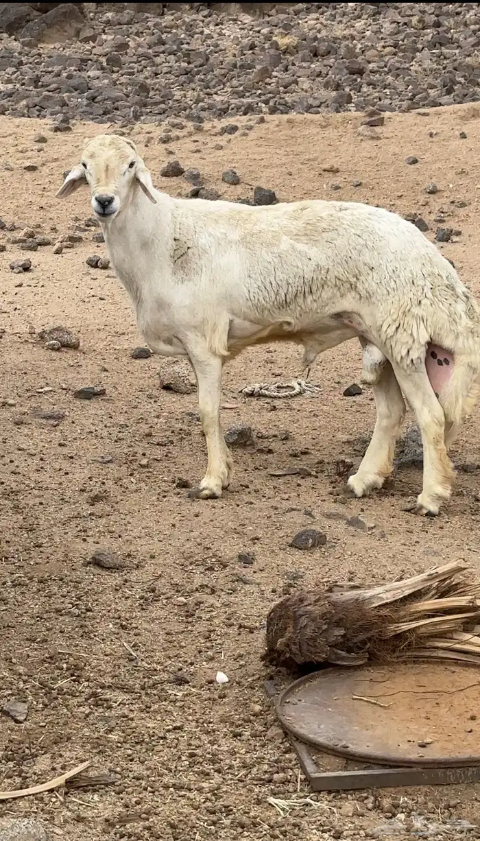 خروف ثني تم البيع 0