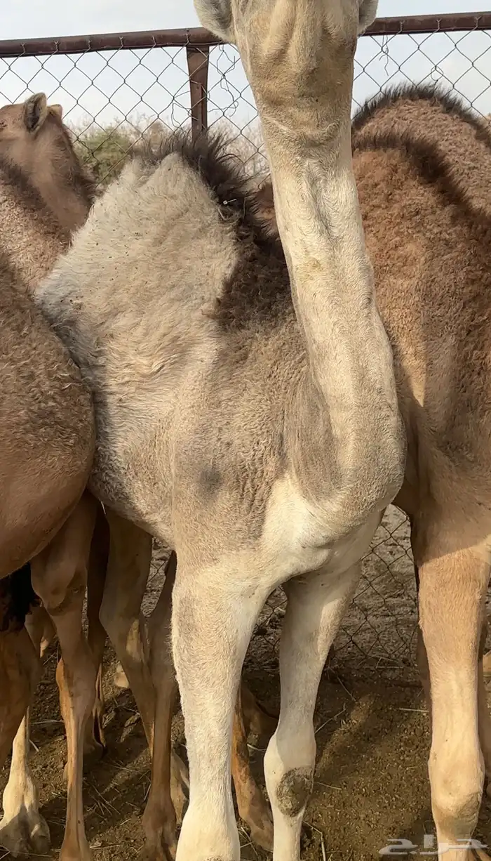 قعدان مفاريد 1