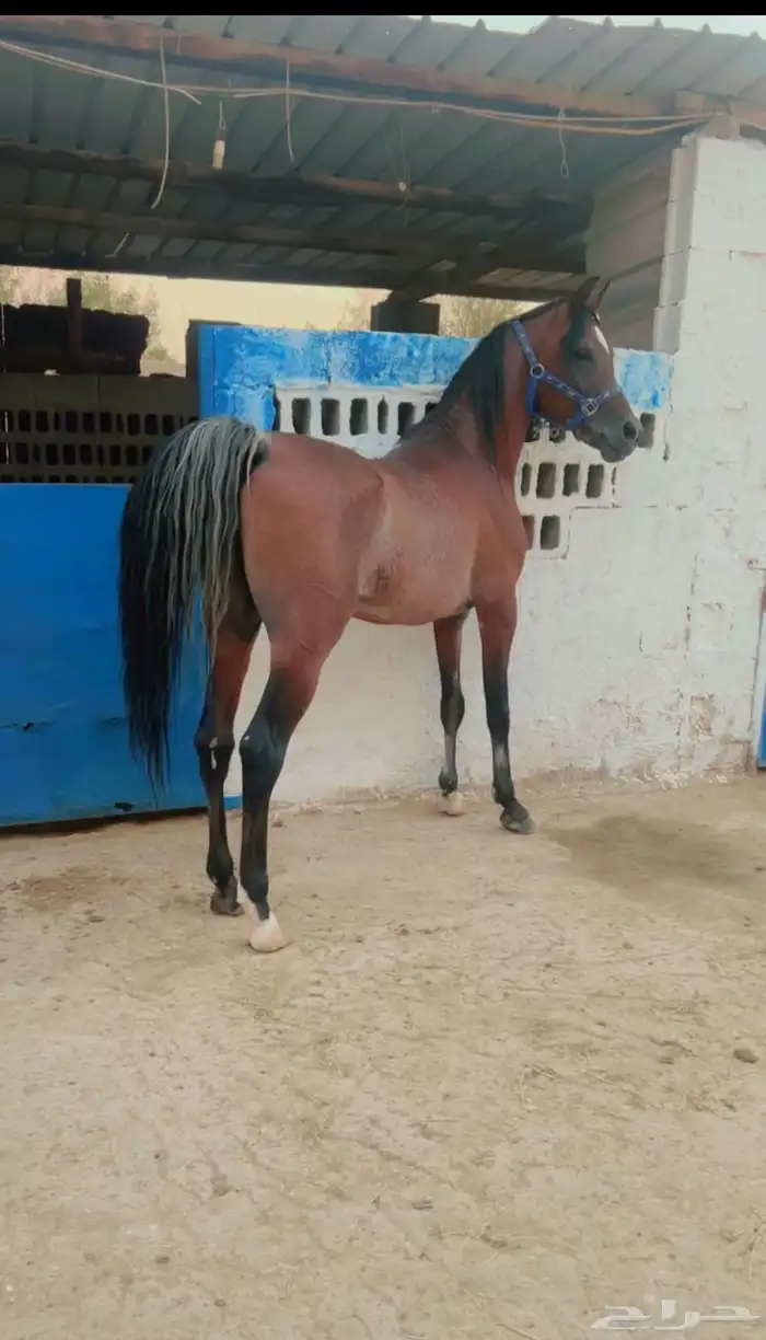 حصان واهو وللبيع شعبي رفيه من نوادر الخيل 0
