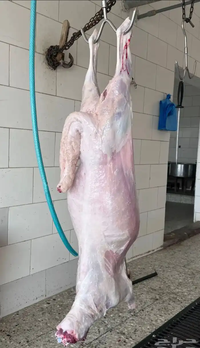 طليان ورخال حريه وسواكن تربيه ذبائح للثلاجة جدا ممتازه 8