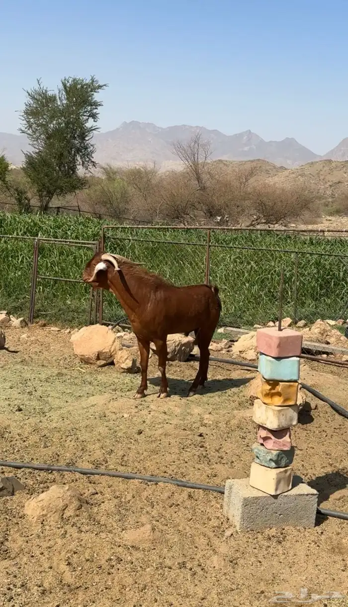 فحل أدهم ارتفاع 4 بلكات ومد 1