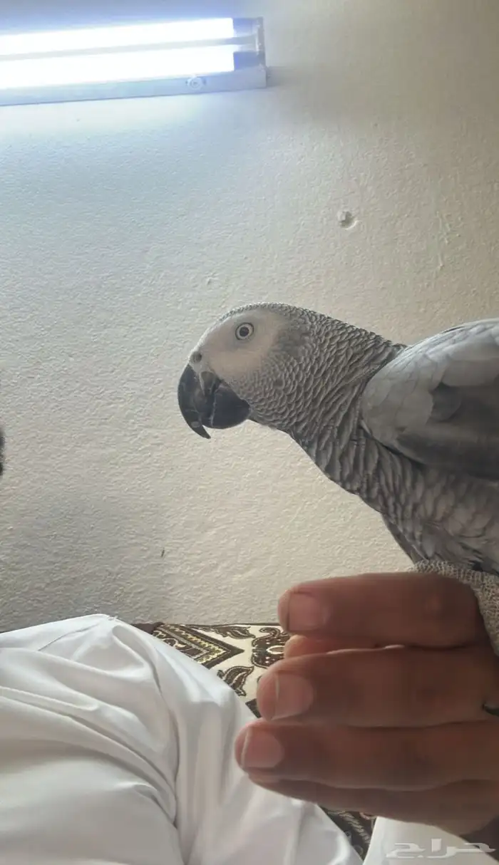 بغبغاء كاسكو سبت العلايه 3
