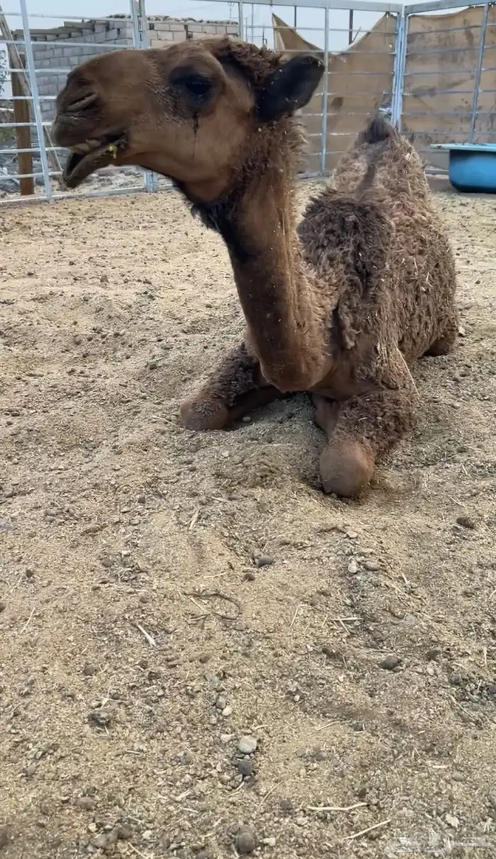 بكره كفو 2