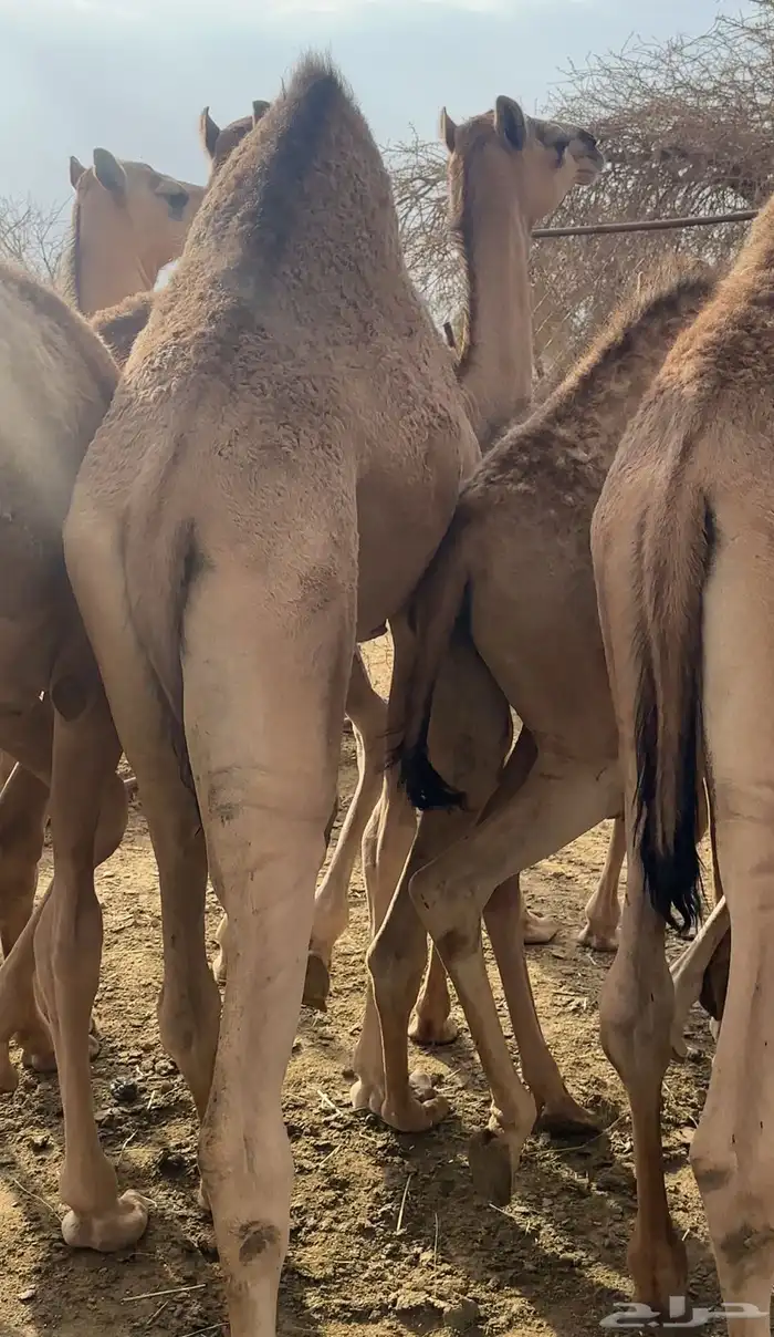 قعدان مفاريد 2