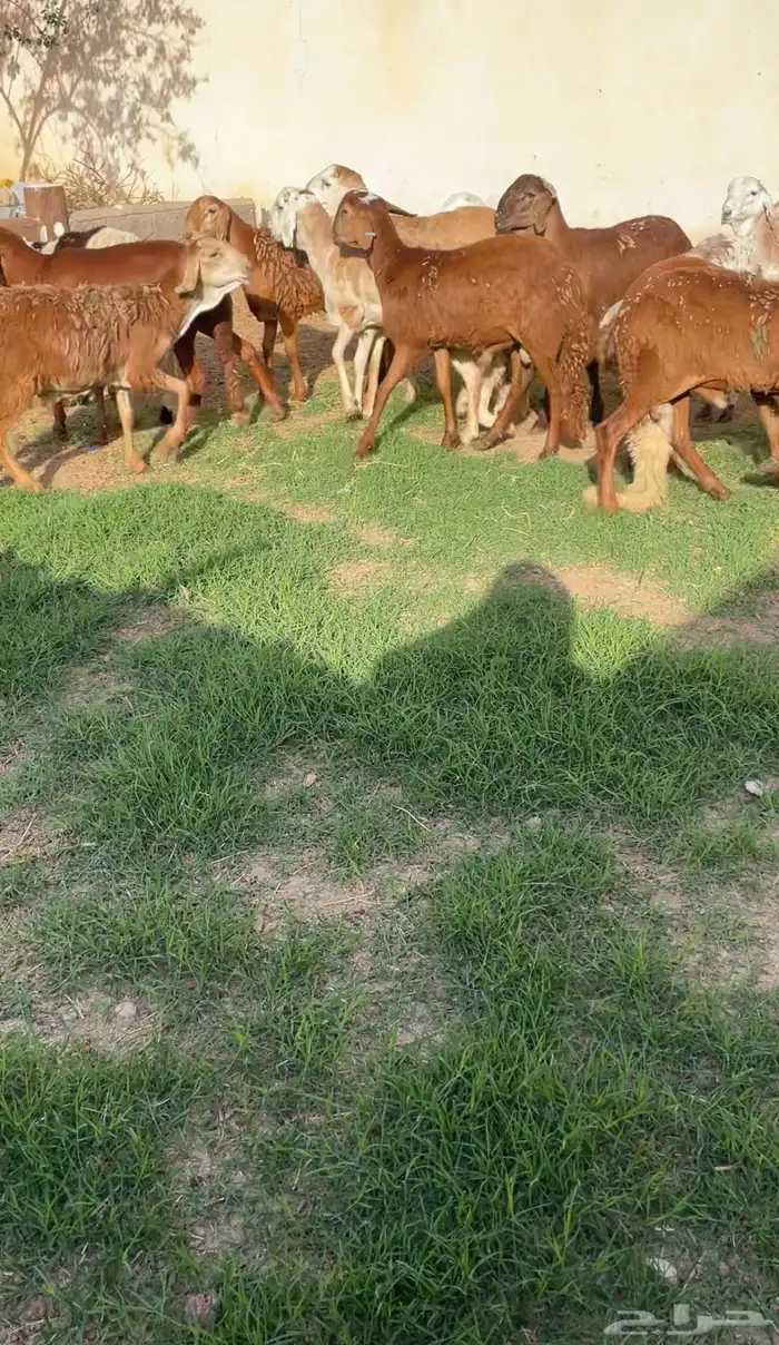 طليان ورخال حريه وسواكن تربيه ذبائح للثلاجة جدا ممتازه 0