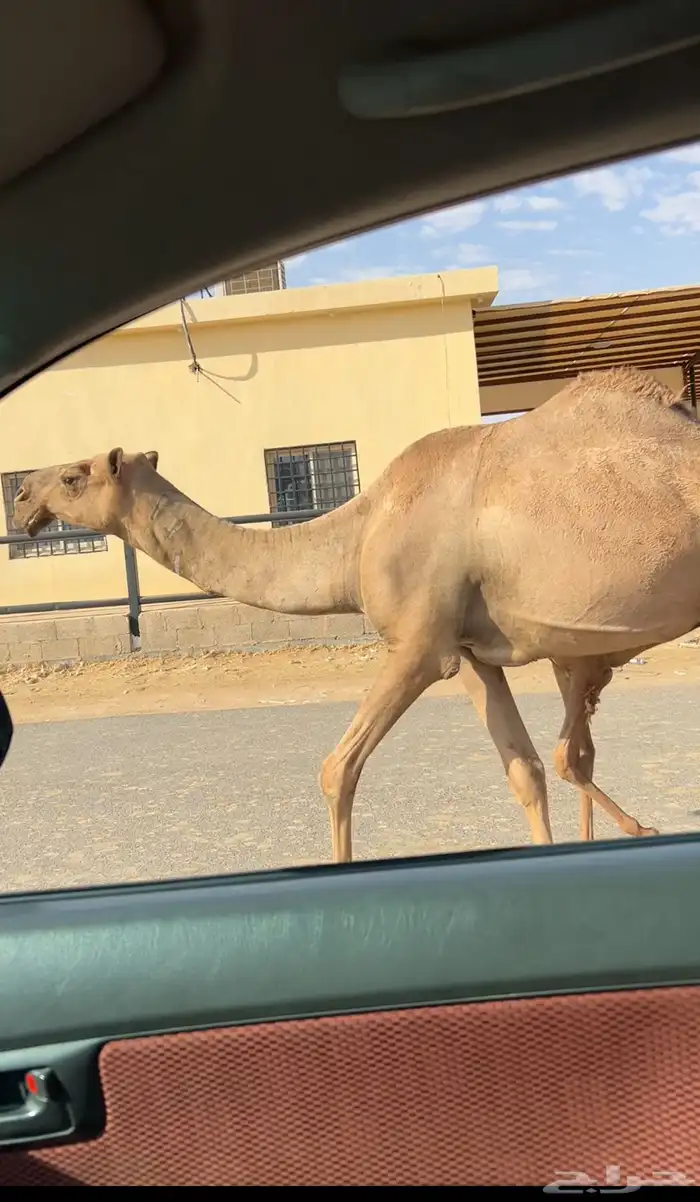 عشراء رباع صفراء 0