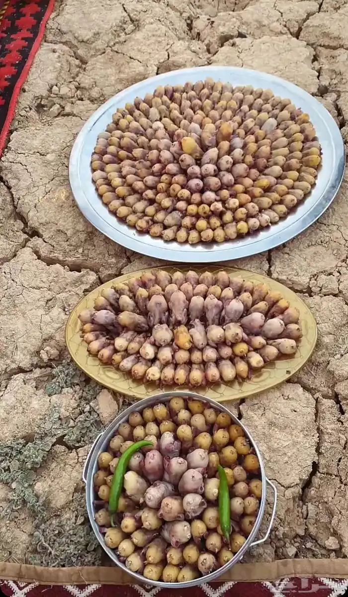 طيور بقلاوة توفر طازج 0