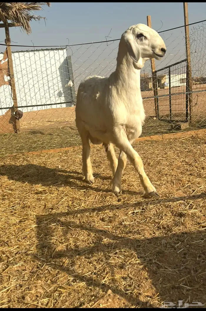 مشروع فحل حري صنف 1