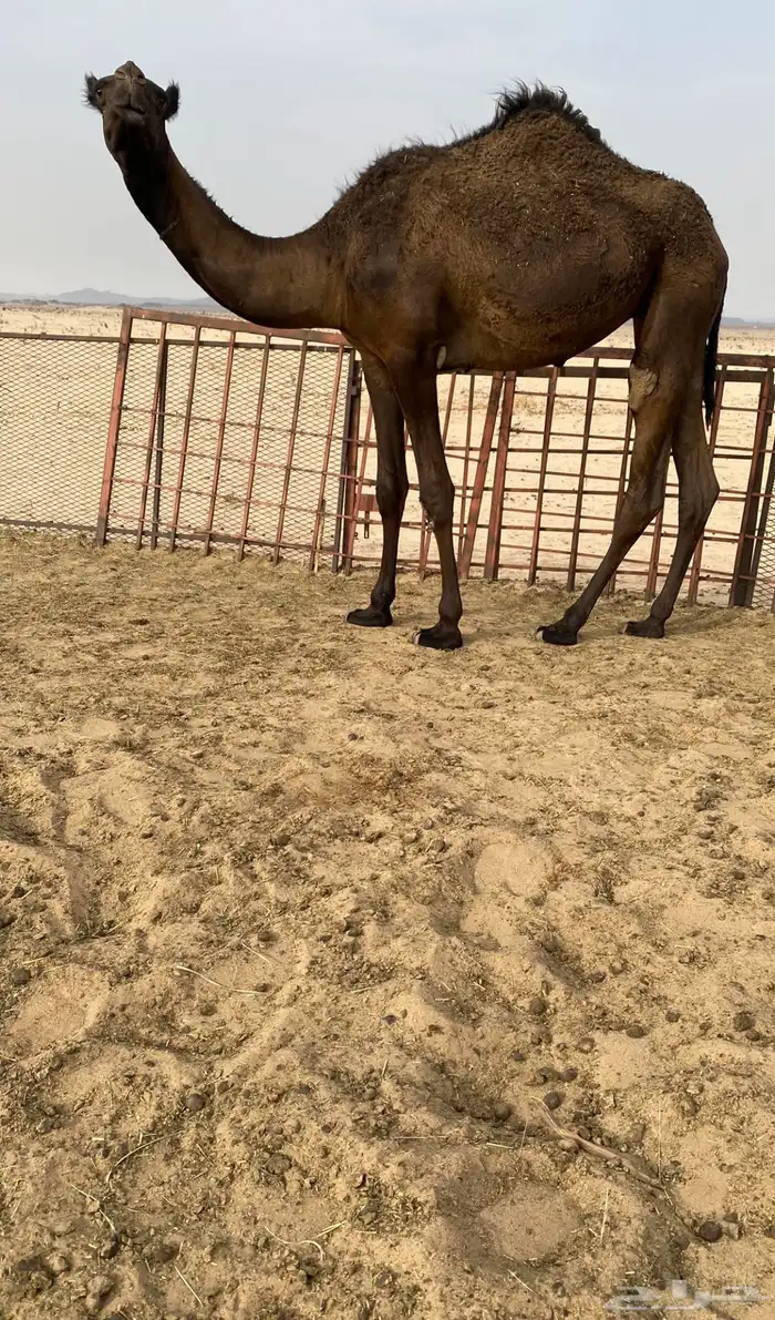 بكره مفروده 1