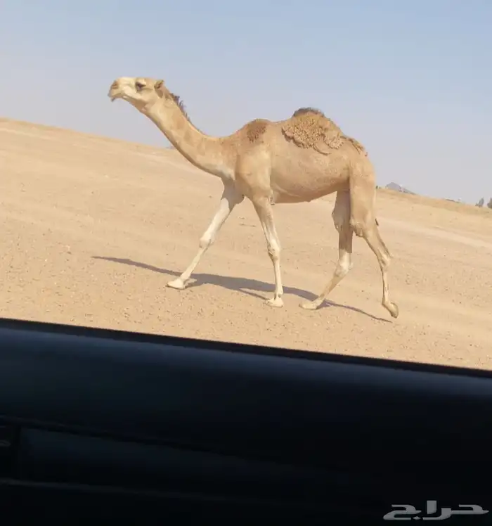 بكره حيسونيه 0