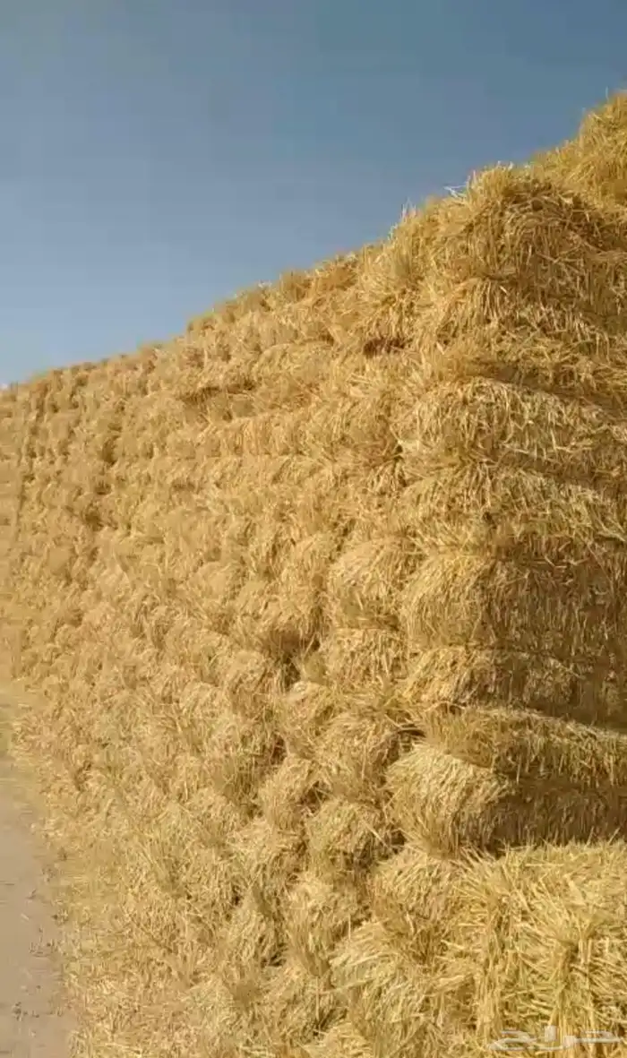 تبن شد طيب ناعم 0