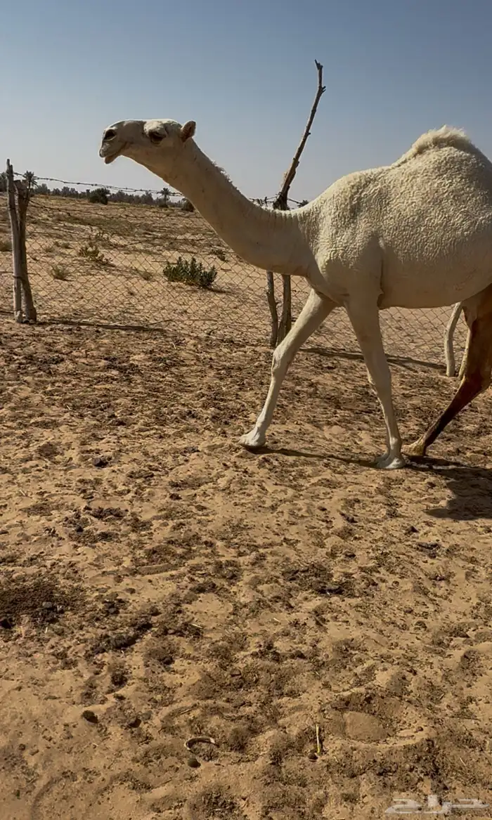 بكره كفو 3