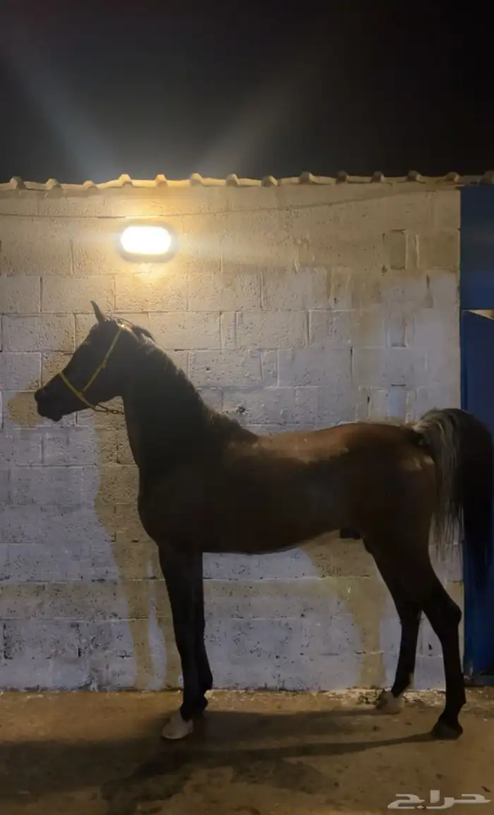 حصان واهو وللبيع شعبي رفيه من نوادر الخيل 2