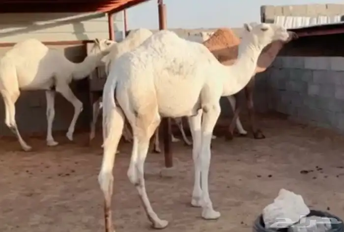 اللبييع حشو طيش طيش ماشاللله عددهم 6فيهم بكره 2