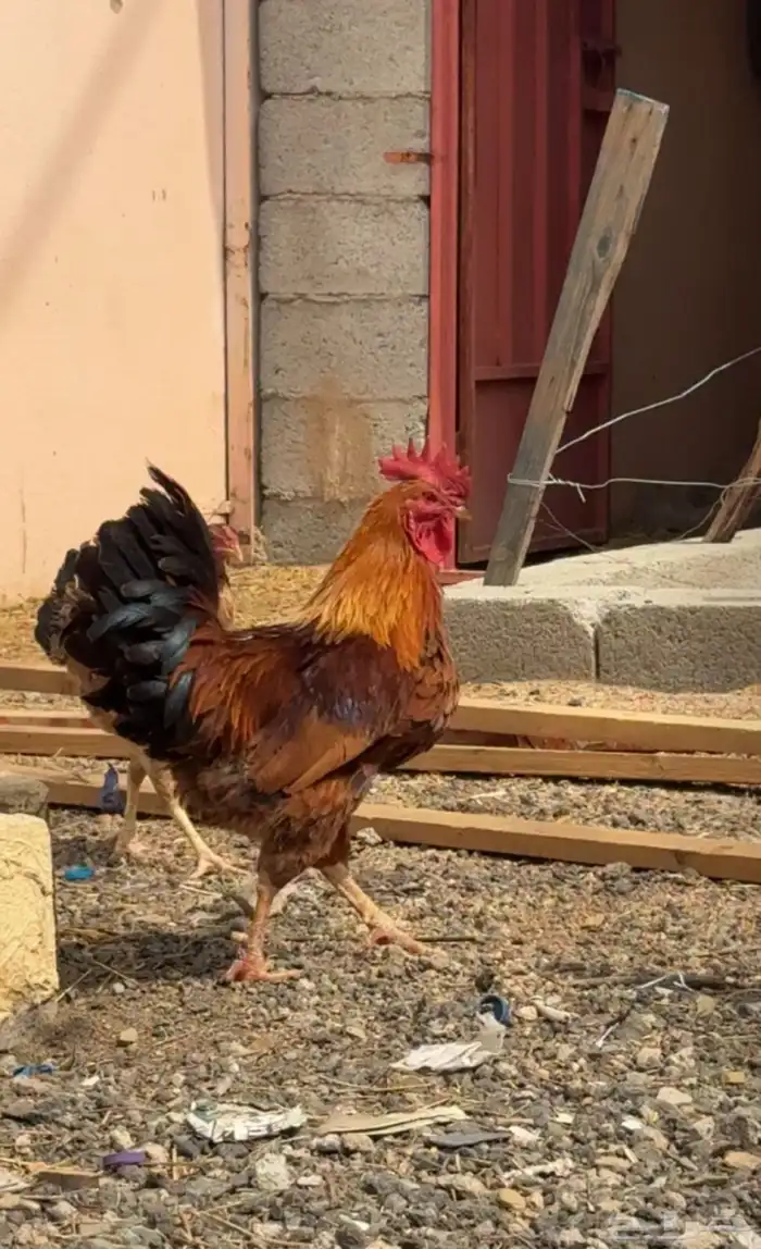 ديك فرنسي 0