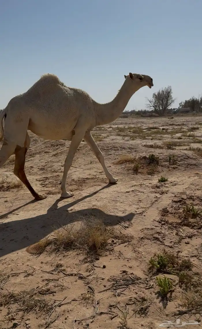 بكره كفو 0