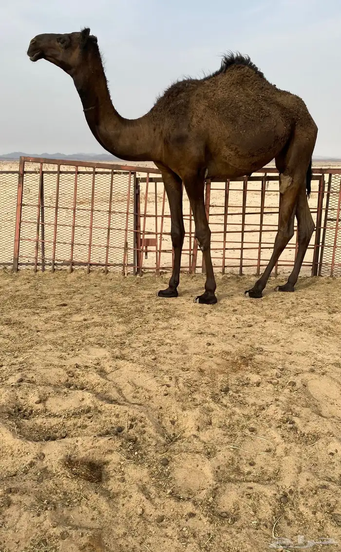 بكره مفروده 0