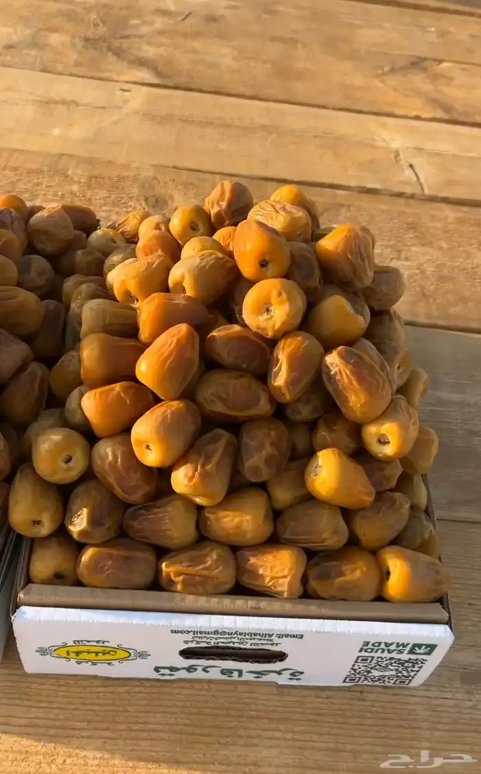 نوادر المفتل والجلكسي 1