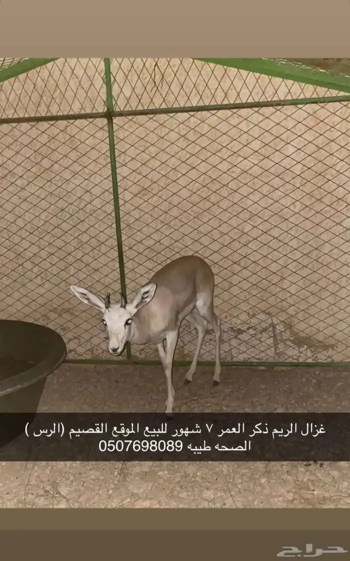 ظبي 0