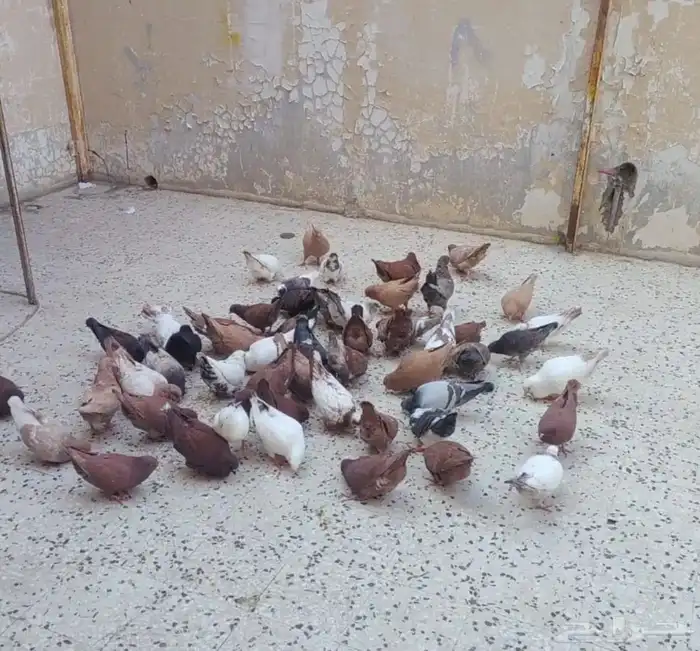 حمام كنق 0