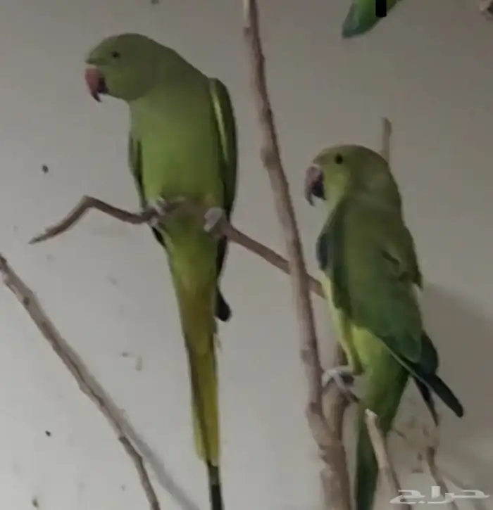 ادخل الاعلان خذ فره 0