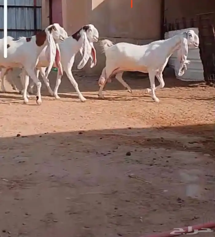 معزا حجازية جروم خصم الخصم وتعاريف مدور النوادر 7