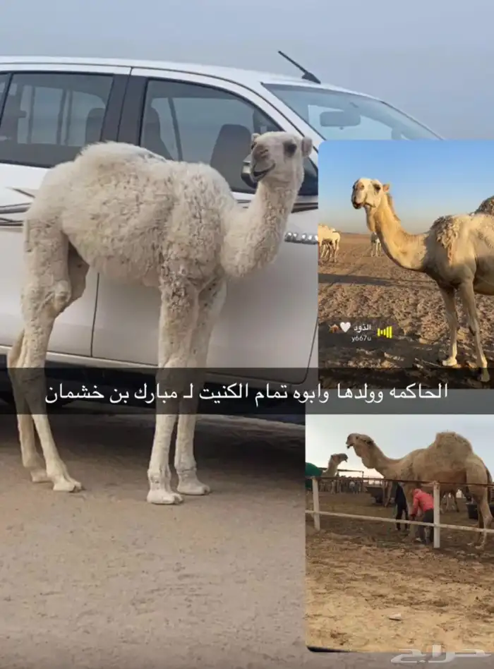 قعود على تمام الكنيت حوار 8 شهور وامه طيبه وابوه طيب الكويت 3