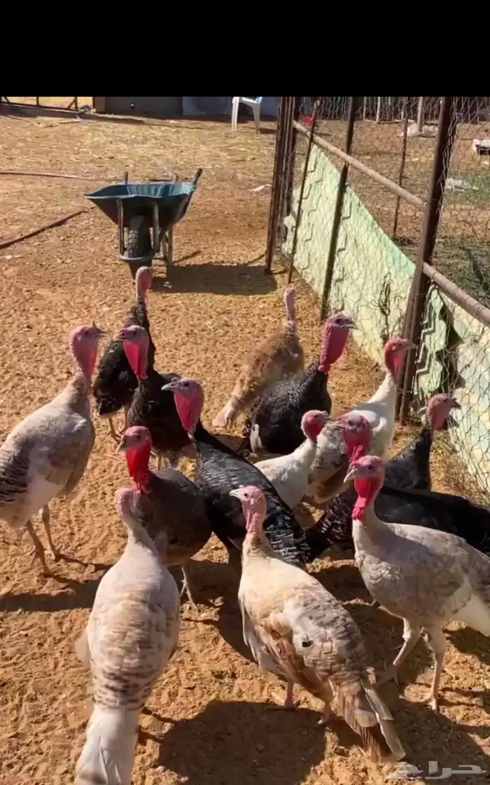 ديكه ودجاج رومي للبيع 0
