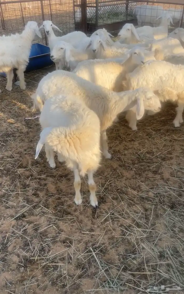 للبيع رخال حريه الموقع القصيم شمال البصر 1