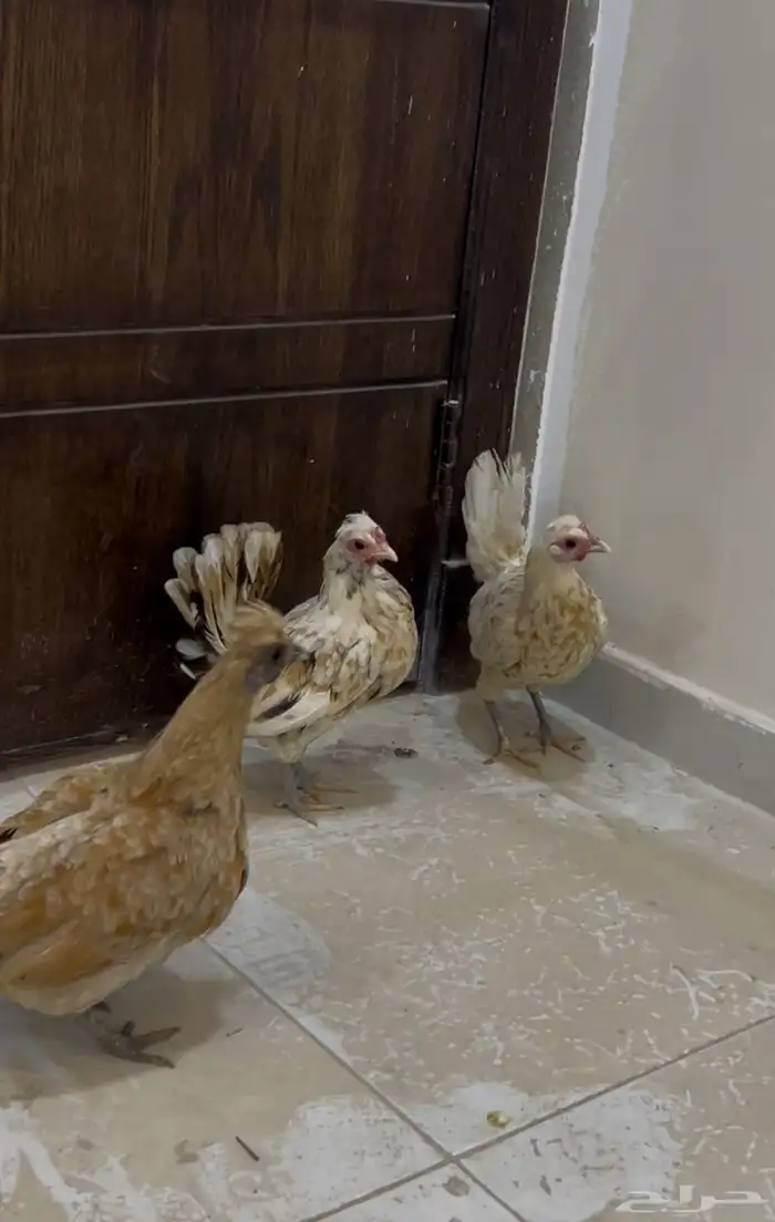 دجاج عربي 0