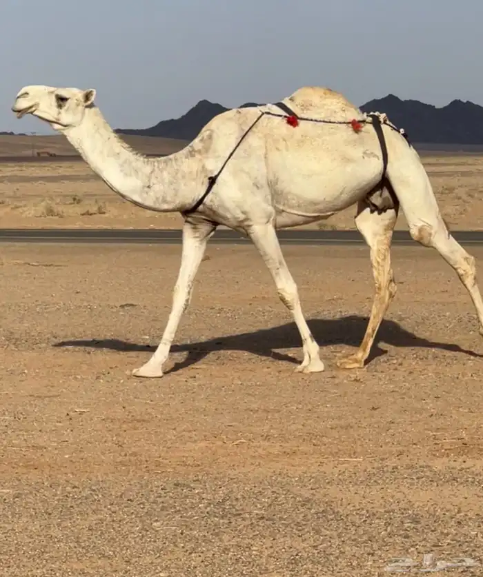 لقحه وضحا 0