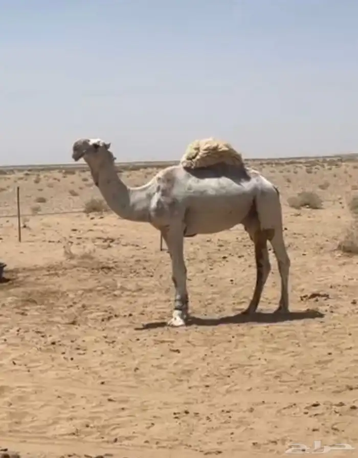 للبيع بعيير اوضح 0