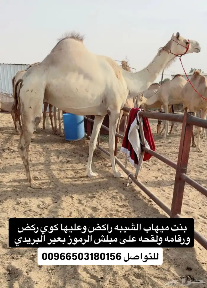 لقحه مهجنه راكض وعليها كوي ركض للبيع هجن 0