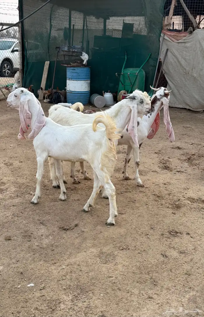 3 جفار وتيس هولنديات مطوره للبيع 4