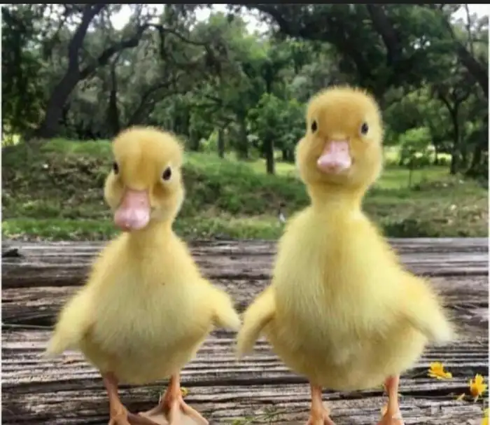 بط بكيني للبيع بأسعار مناسبه متوفر دفعه جديده 1