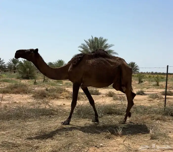عشرا صفرا طيبه 4