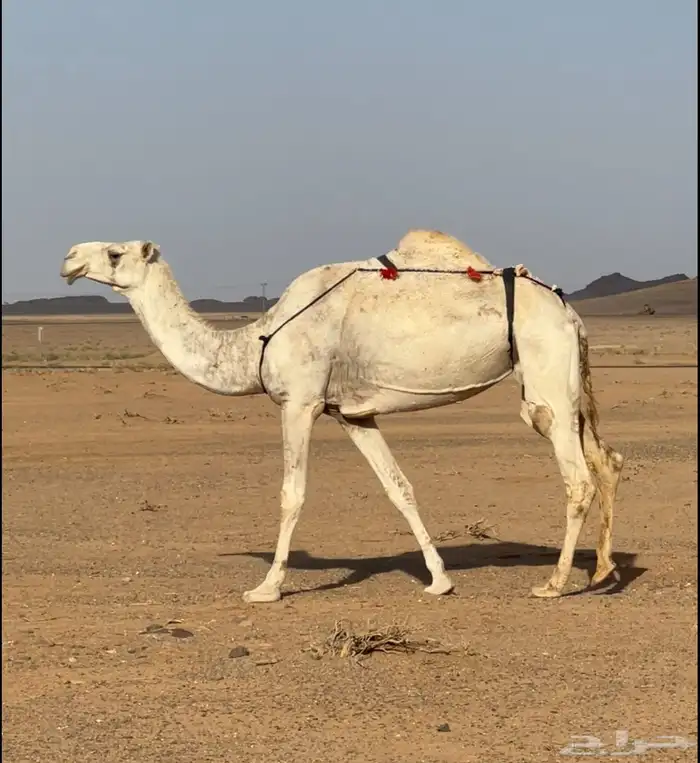 لقحه وضحا 1