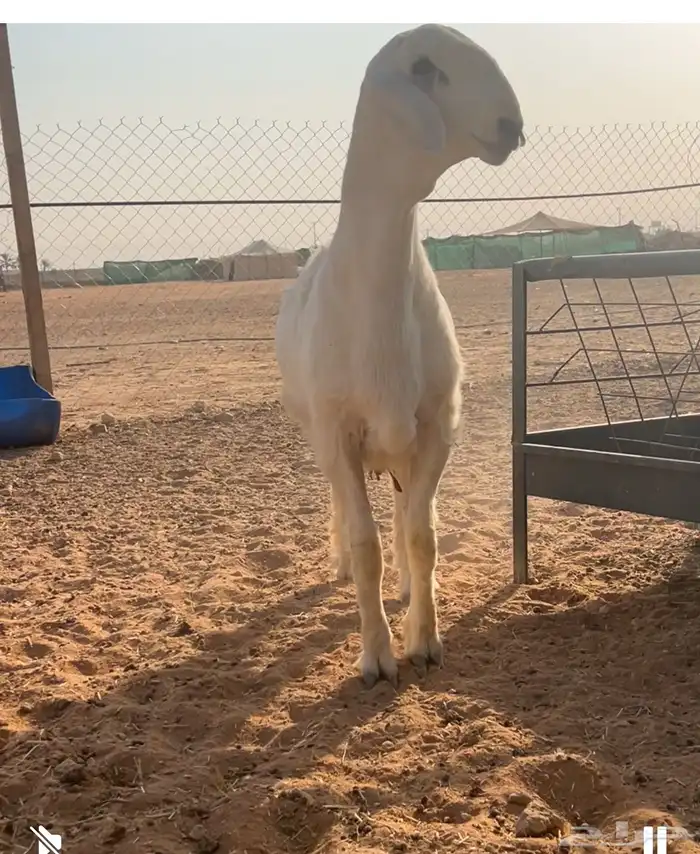 مشروع فحل حري صنف 0