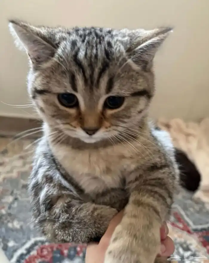 كيتين سكوتش ستريت 0