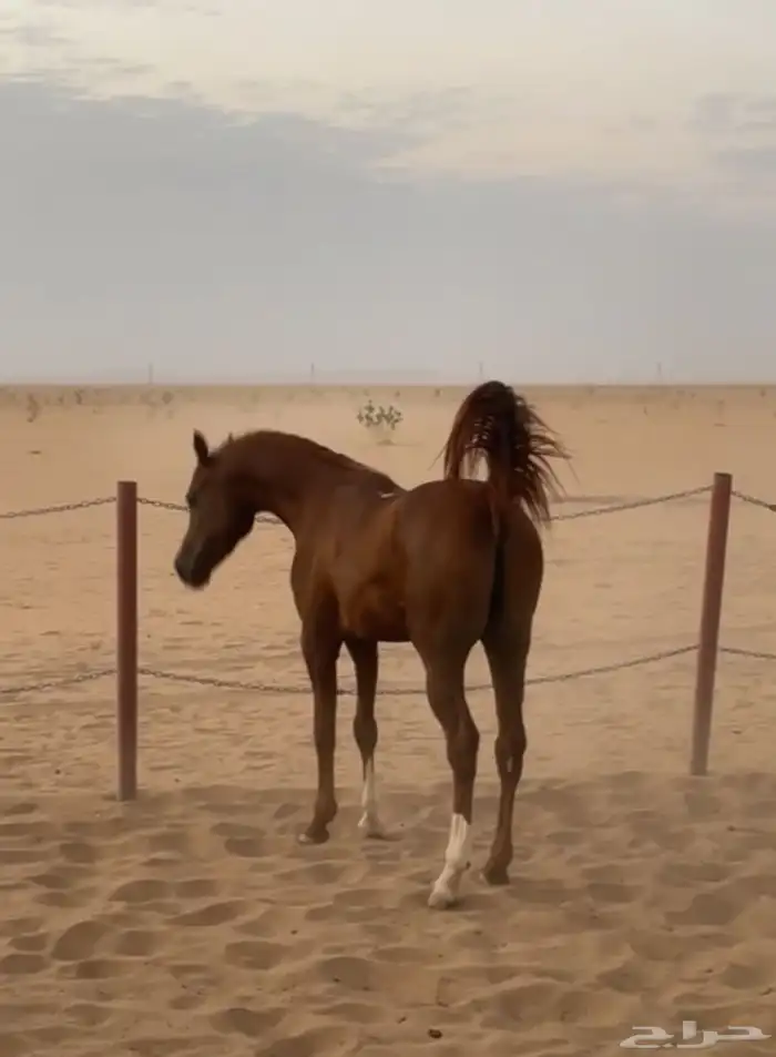 حصان شعبي 1